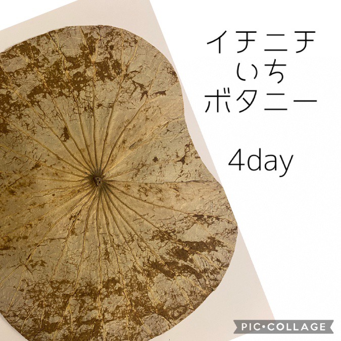 4day 蓮の葉、いい香り