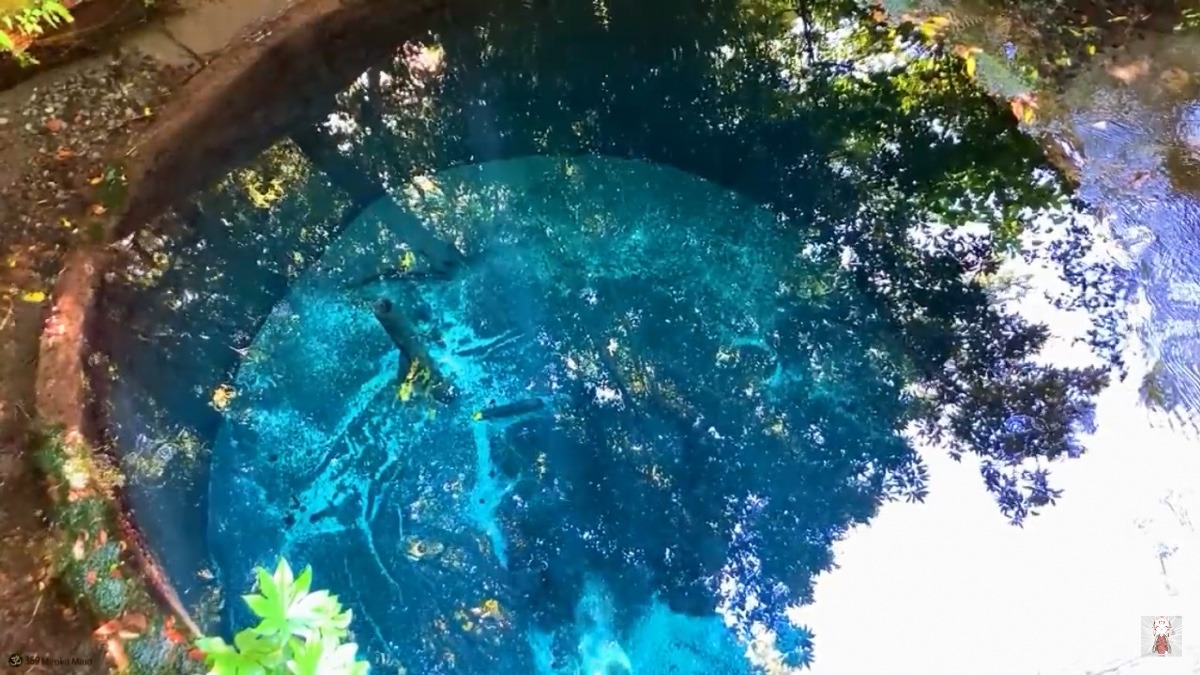 ✨湧泉✨〜柿田川湧水群〜